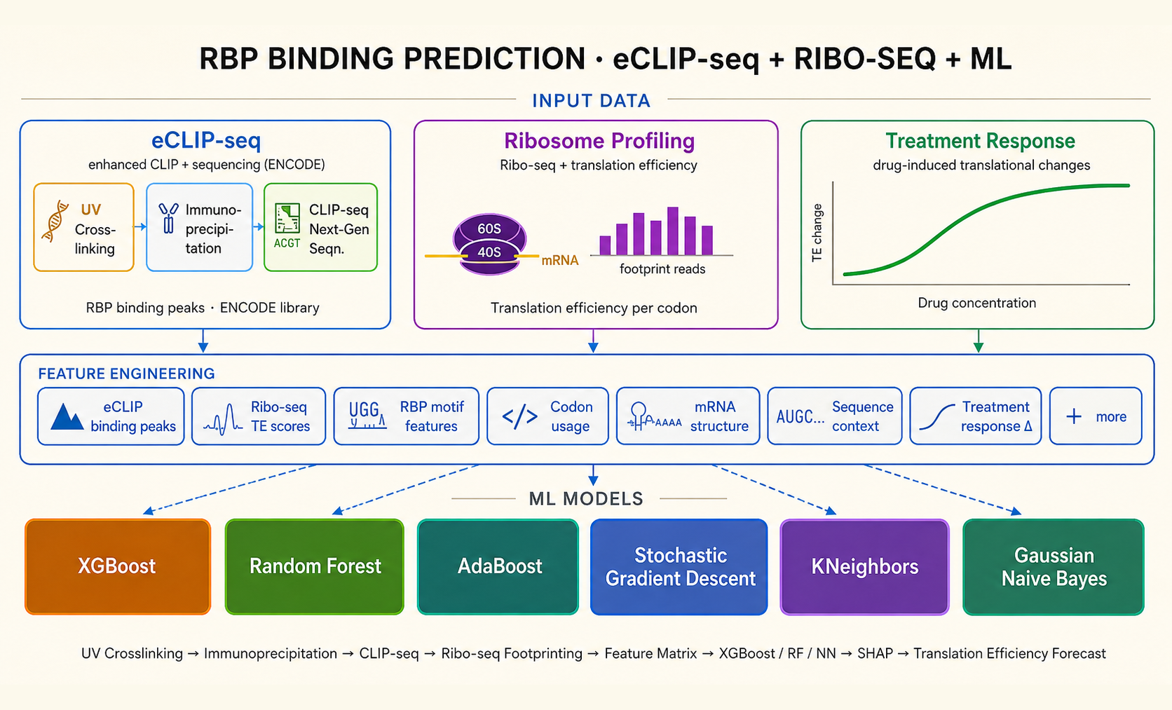 eCLIP + Ribo-seq ML pipeline for RBP disease prediction